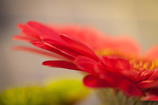 macro photography of red flower