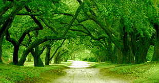 photo of way covered with curved trees HD wallpaper