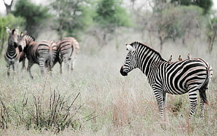 zebra at grass field HD wallpaper