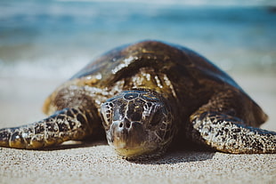 brown tortoise