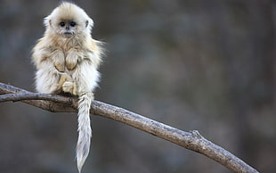 albino primate, animals, monkey, sitting, branch