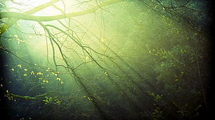green leafed plant, sunlight, trees, forest, branch HD wallpaper