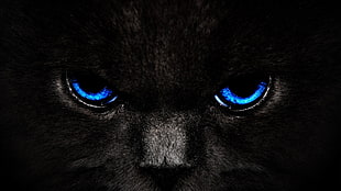 black cat digital wallpaper, cat, eyes HD wallpaper