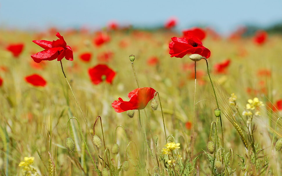 red flowers macro photography HD wallpaper