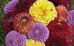 closeup photography of bouquet of dahlia flower HD wallpaper