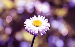 white Chamomile flower in bloom at daytime HD wallpaper