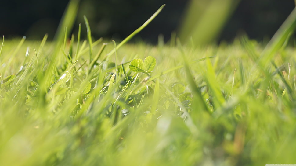 green grass HD wallpaper