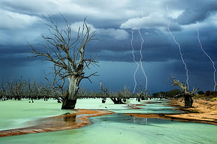 gray tree bark, lightning, storm, dead trees, beach