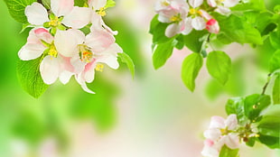 pink and white petaled flowers, nature