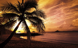 green palm tree, landscape, sunset, beach, palm trees