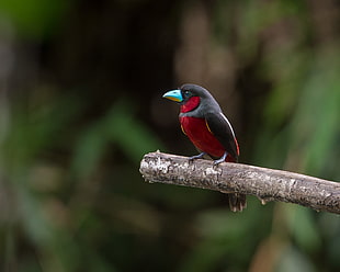 tilt shift shot of black and red bird on tree branch, broadbill