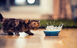 black kitten looking at milk, kittens, Ben Torode, animals, milk