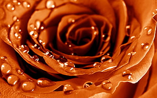 orange rose with water droplets HD wallpaper
