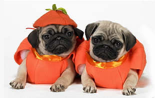 two fawn pugs in pumpkin Halloween costumes HD wallpaper