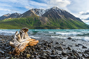 driftwood on shore HD wallpaper