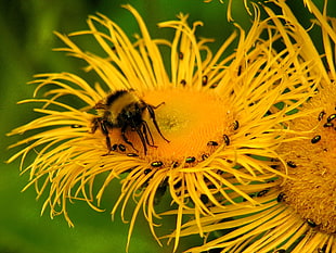 close-up photogrphy of bumble bee and black aphids on yellow petaled flowers HD wallpaper