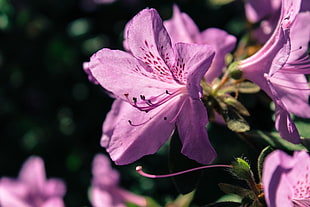 Rhododendron,  Flower,  Petals,  Lilac HD wallpaper