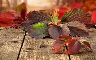 red and green leaf HD wallpaper