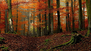 two brown wooden framed chairs, landscape, nature, forest, colorful