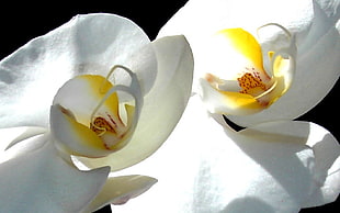 focus photography of white orchid HD wallpaper