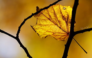 yellow Maple leaf on tree branch