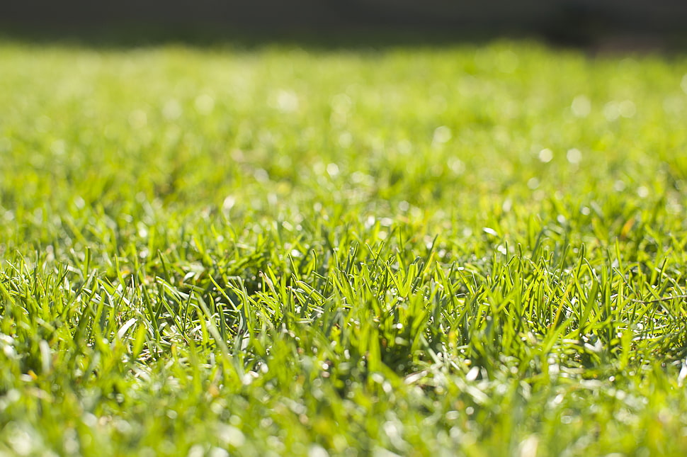 green grass field, grass, nature, green, plants HD wallpaper