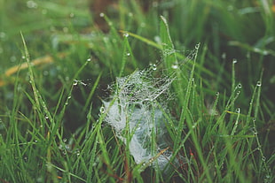 white spider web on green grass