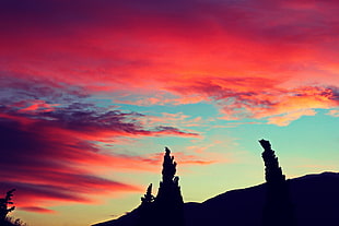 silhouette of trees, sunset, nature