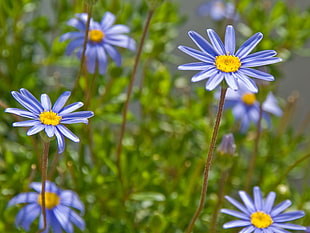 close up photography of purple daisy flowers