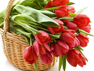 bouquet of red petaled flowers in basket HD wallpaper