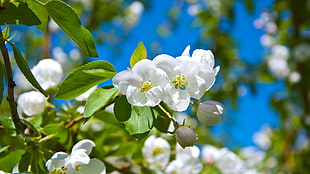 selective photography of white petaled flower