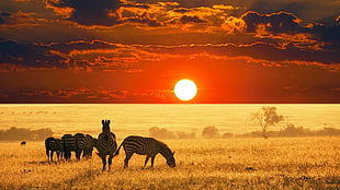 several zebra eating grass and sunset collage HD wallpaper