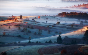 Piezza painting, nature, landscape, mist, field