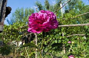 pink flowering plant