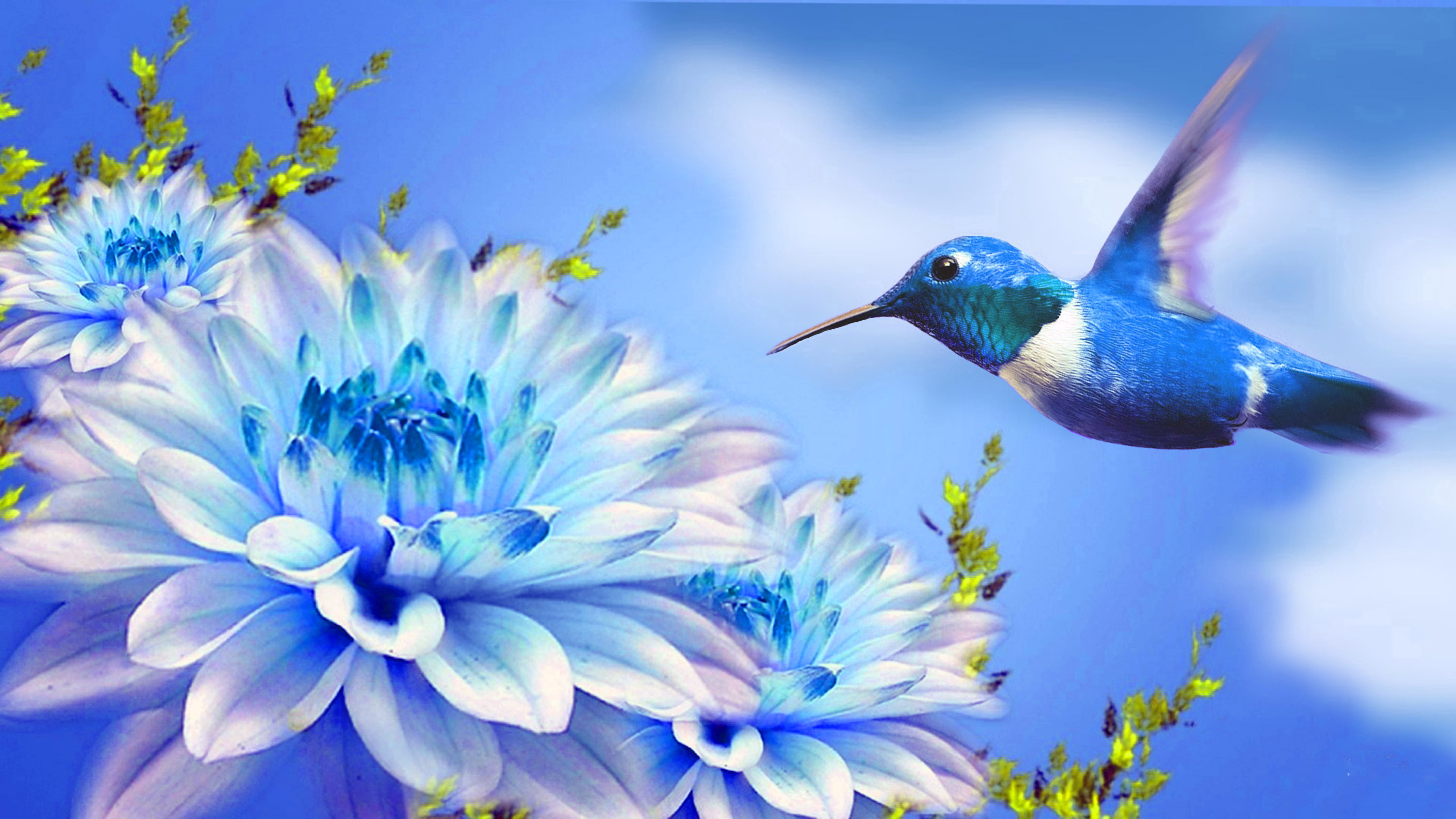 Share more than 79 hummingbird wallpaper latest - noithatsi.vn
