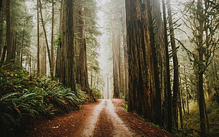 road between trees digital wallpaper, forest, nature, path