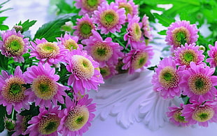 pink and yellow flowers