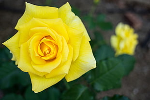 focused photo of a yellow Rose HD wallpaper