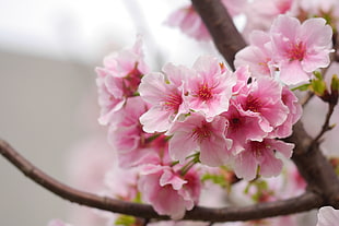 pink flower photo