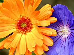 close up photo of yellow and purple petaled flowers