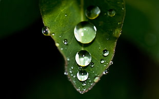 macrolens photograph of dew water drops on a leaf HD wallpaper