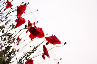 photo of red petaled flowers