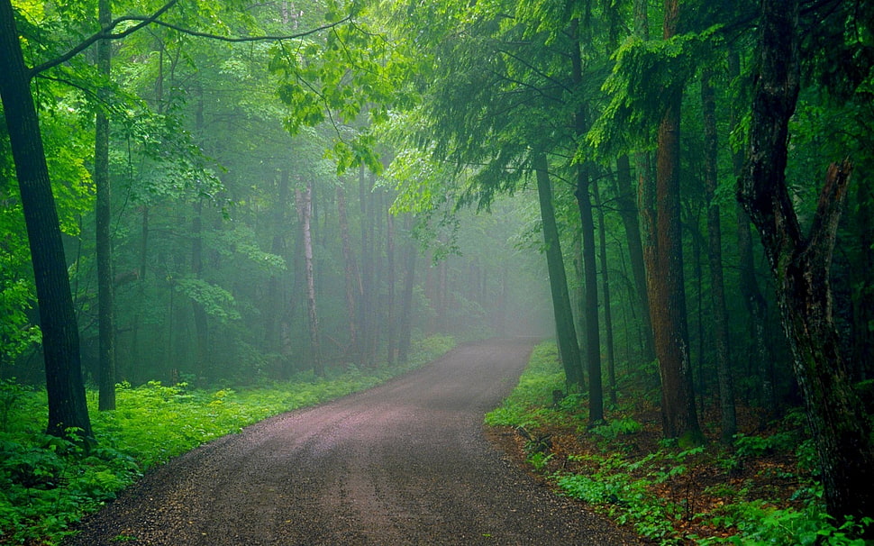 green trees, forest, road HD wallpaper