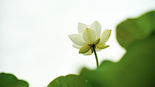 white flower with green leaves