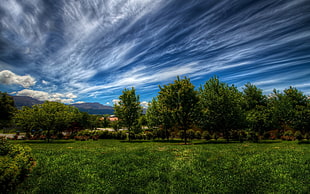 green trees, nature, landscape, trees, grass