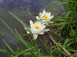 two white petaled flowers on water HD wallpaper