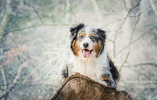 adult tri-color St. Bernard during daytime