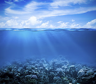 timelapse photo of a underwater