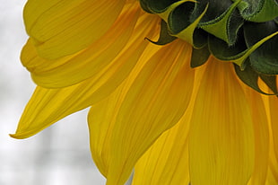 yellow cluster flower