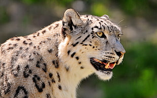 close up photo of Leopard